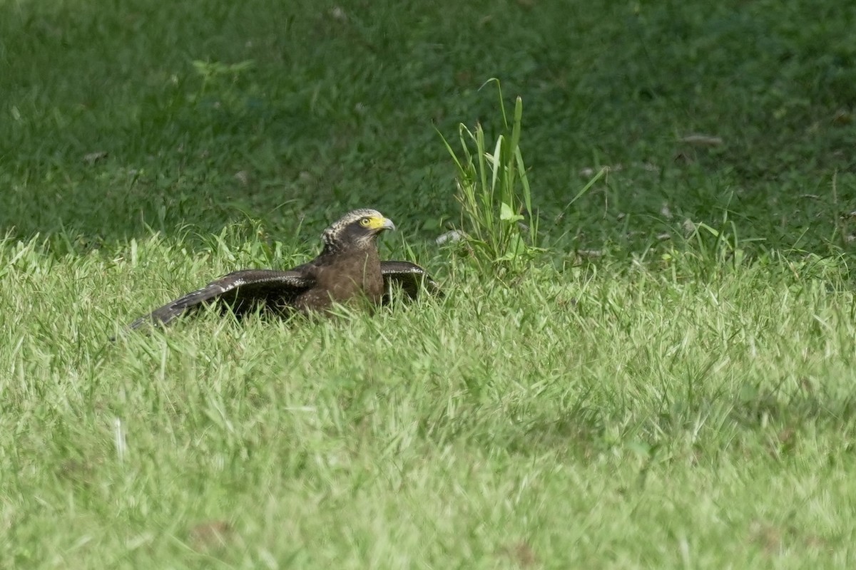 Crested Serpent-Eagle - ML643169157