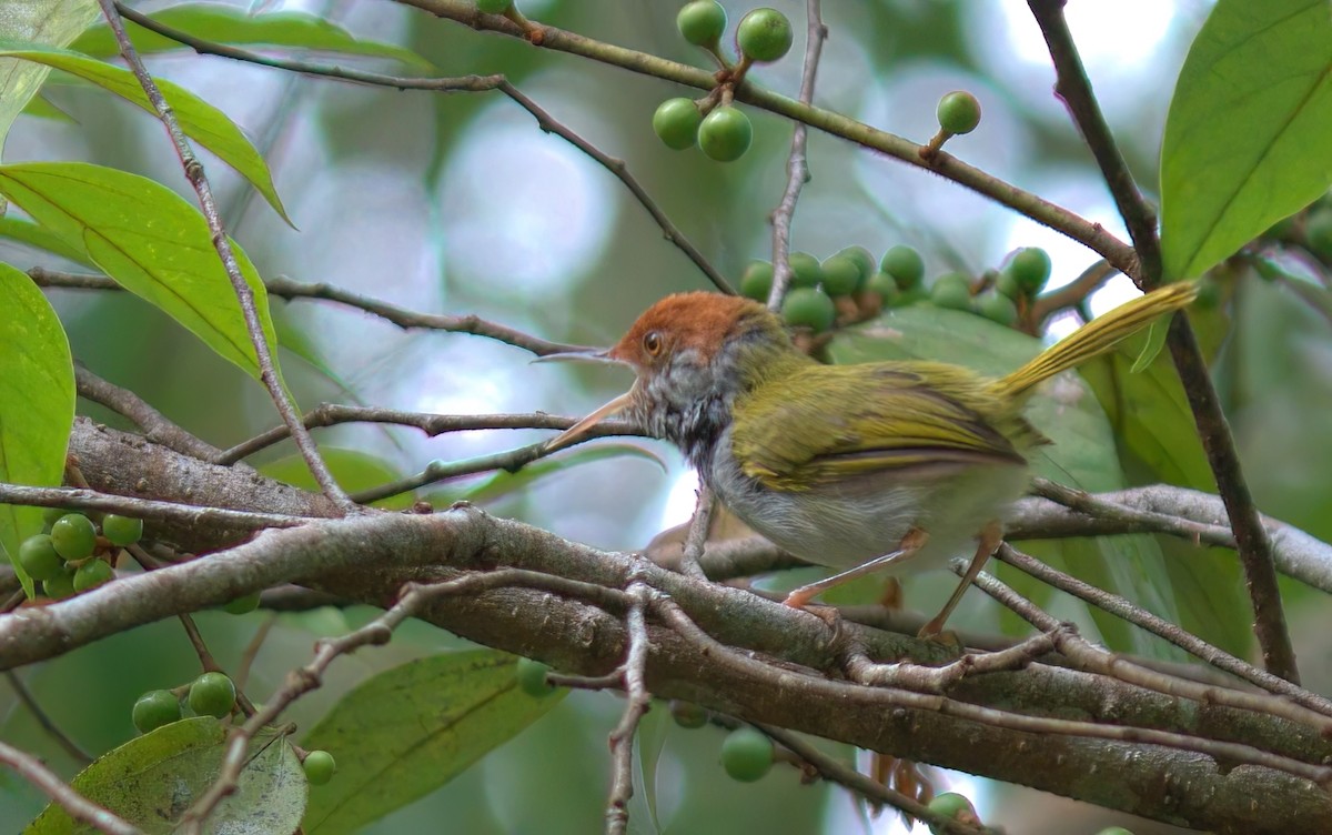 Dark-necked Tailorbird - ML643169161