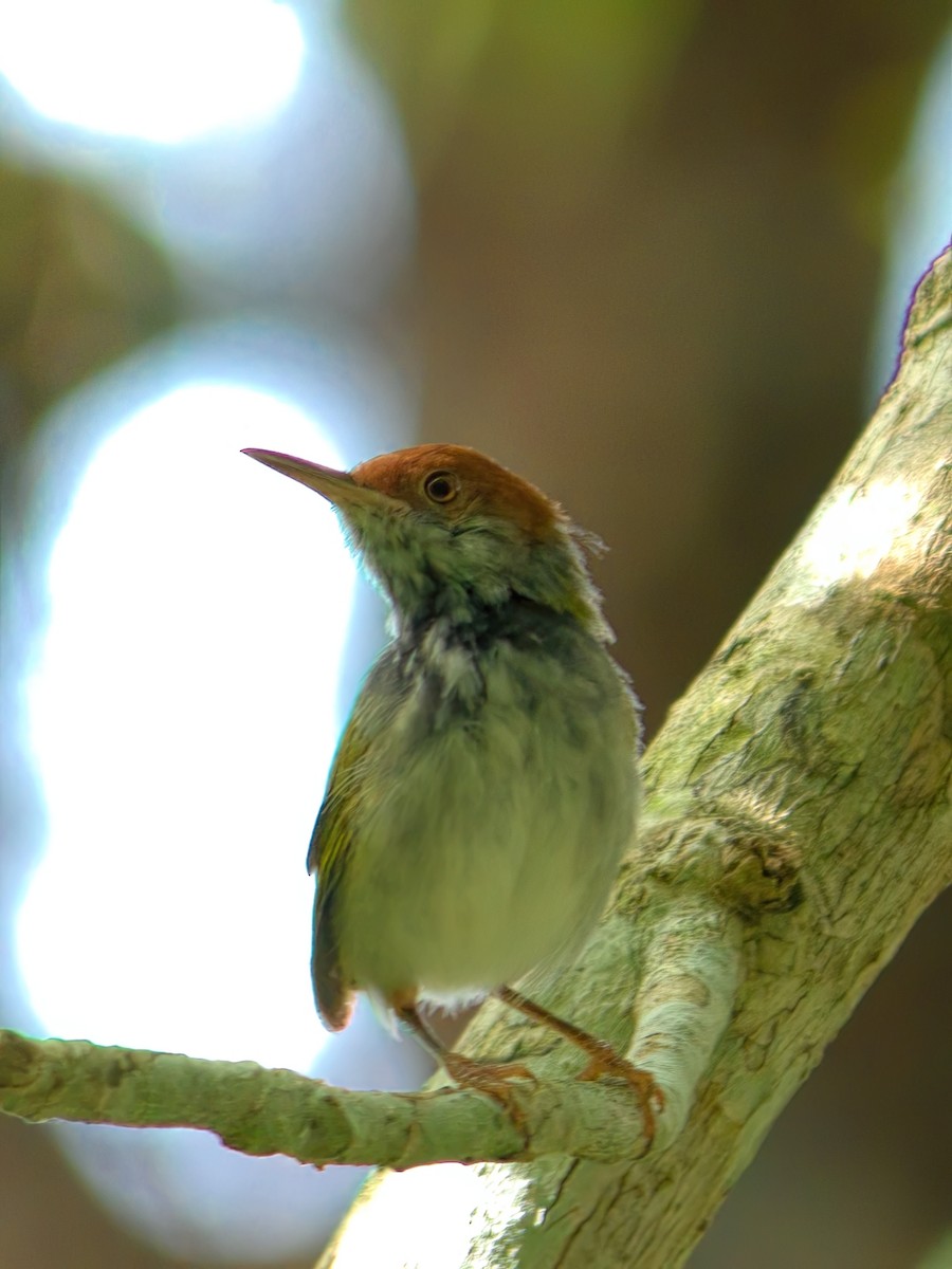 Dark-necked Tailorbird - ML643169162