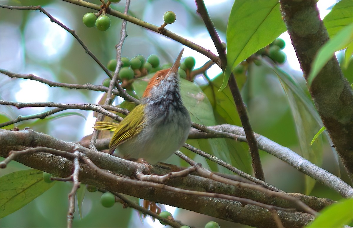 Dark-necked Tailorbird - ML643169164