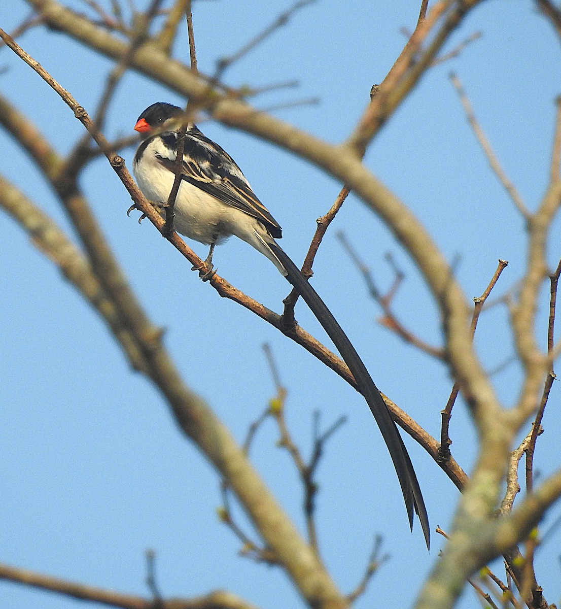 Pin-tailed Whydah - ML643169165