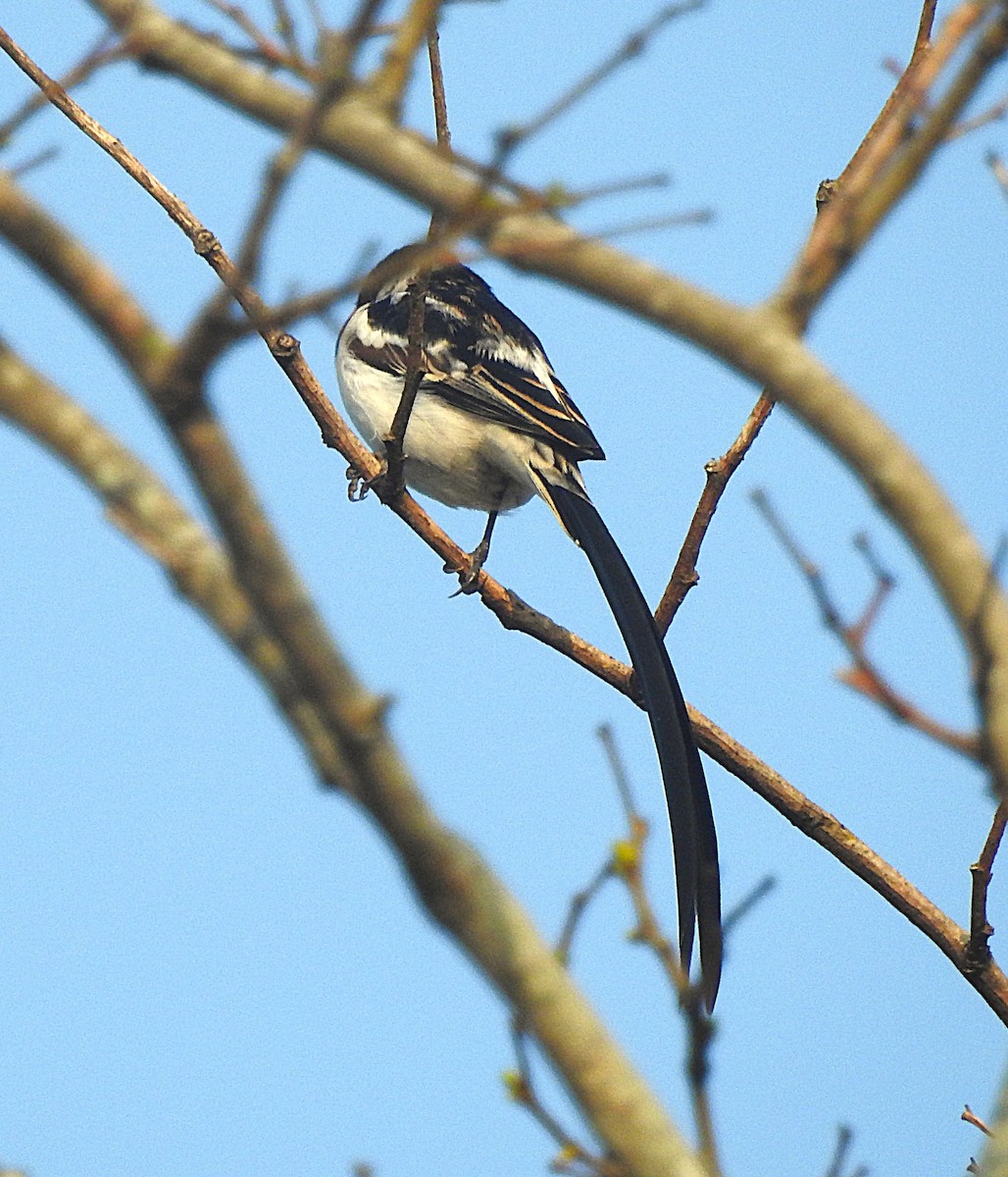 Pin-tailed Whydah - ML643169167