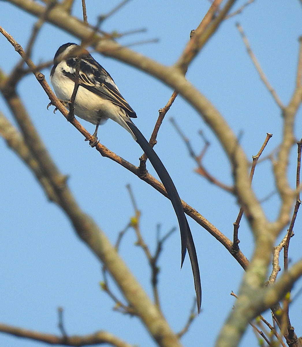 Pin-tailed Whydah - ML643169168