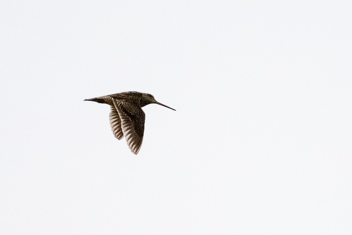 Pin-tailed Snipe - ML643169173
