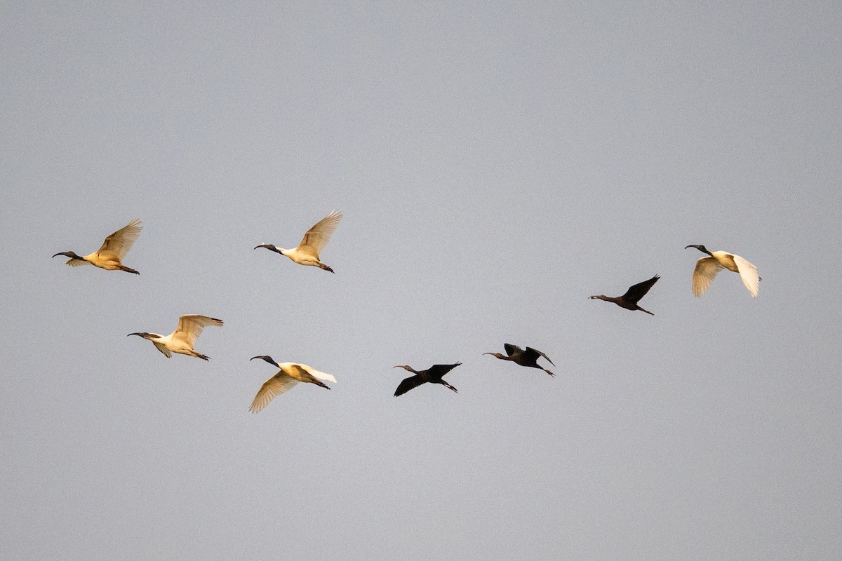Glossy Ibis - ML643169179