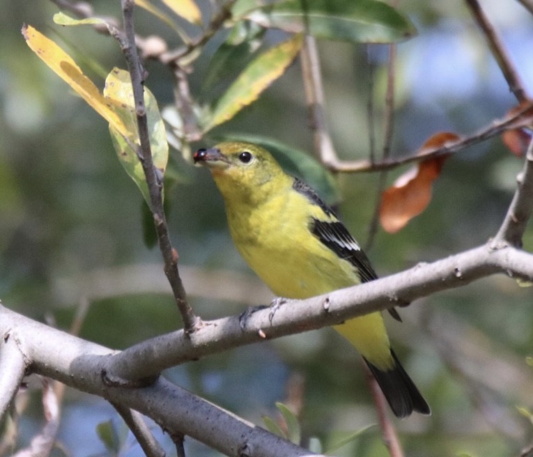 Western Tanager - ML643169181