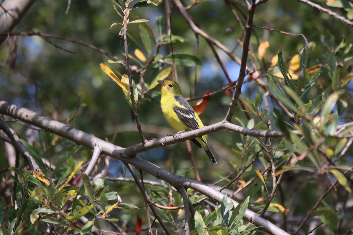 Western Tanager - ML643169182