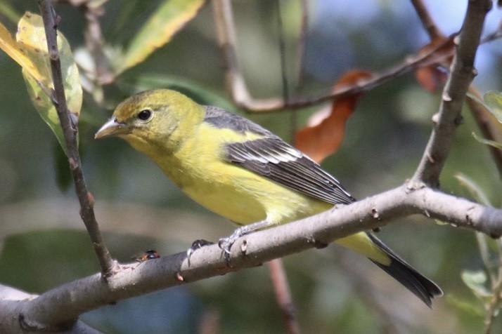 Western Tanager - ML643169183