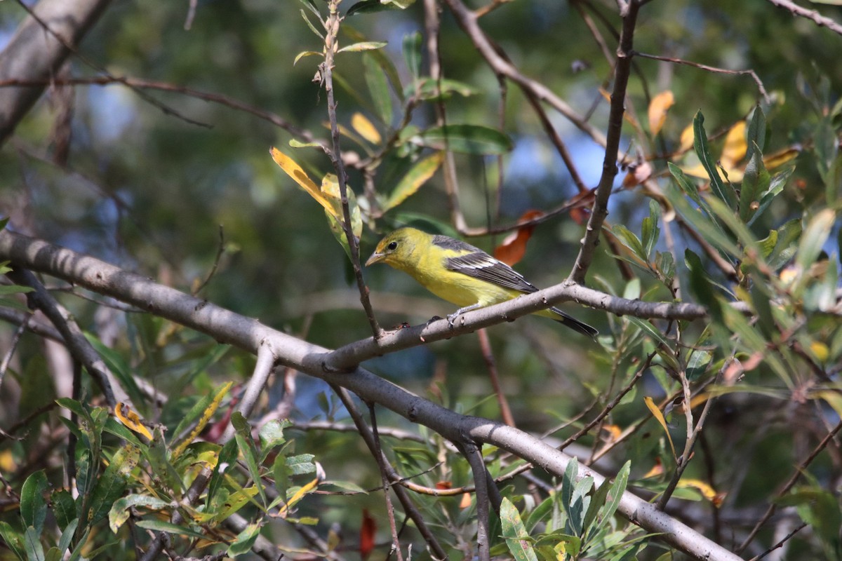 Western Tanager - ML643169184