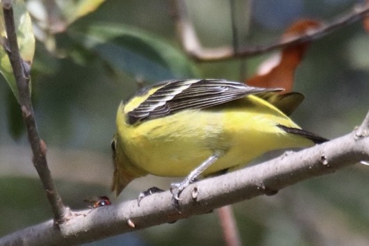 Western Tanager - ML643169185