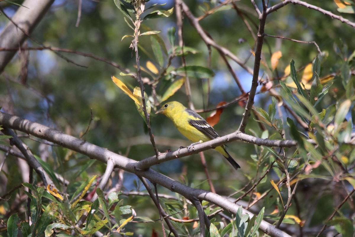 Western Tanager - ML643169186