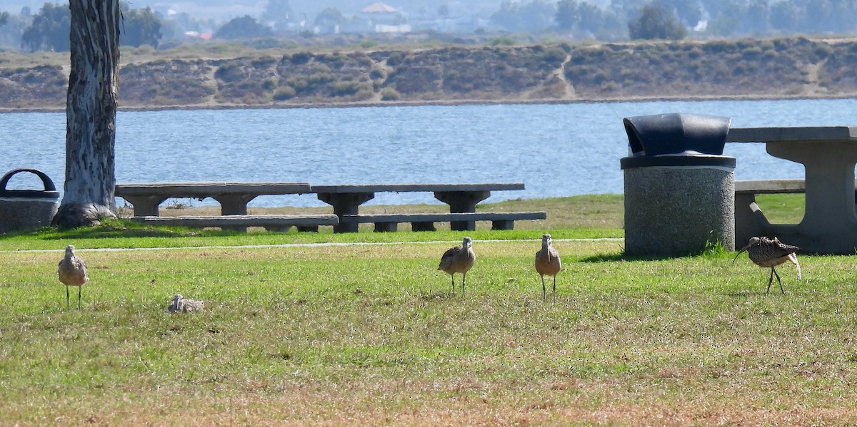 Long-billed Curlew - ML643169196