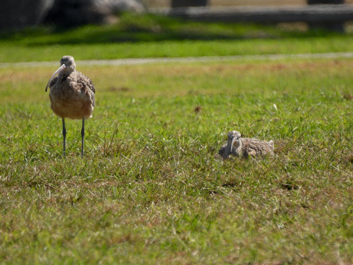 Long-billed Curlew - ML643169202