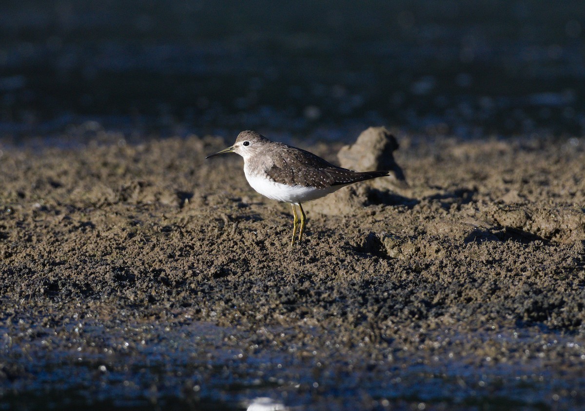 eremittsnipe - ML643169207