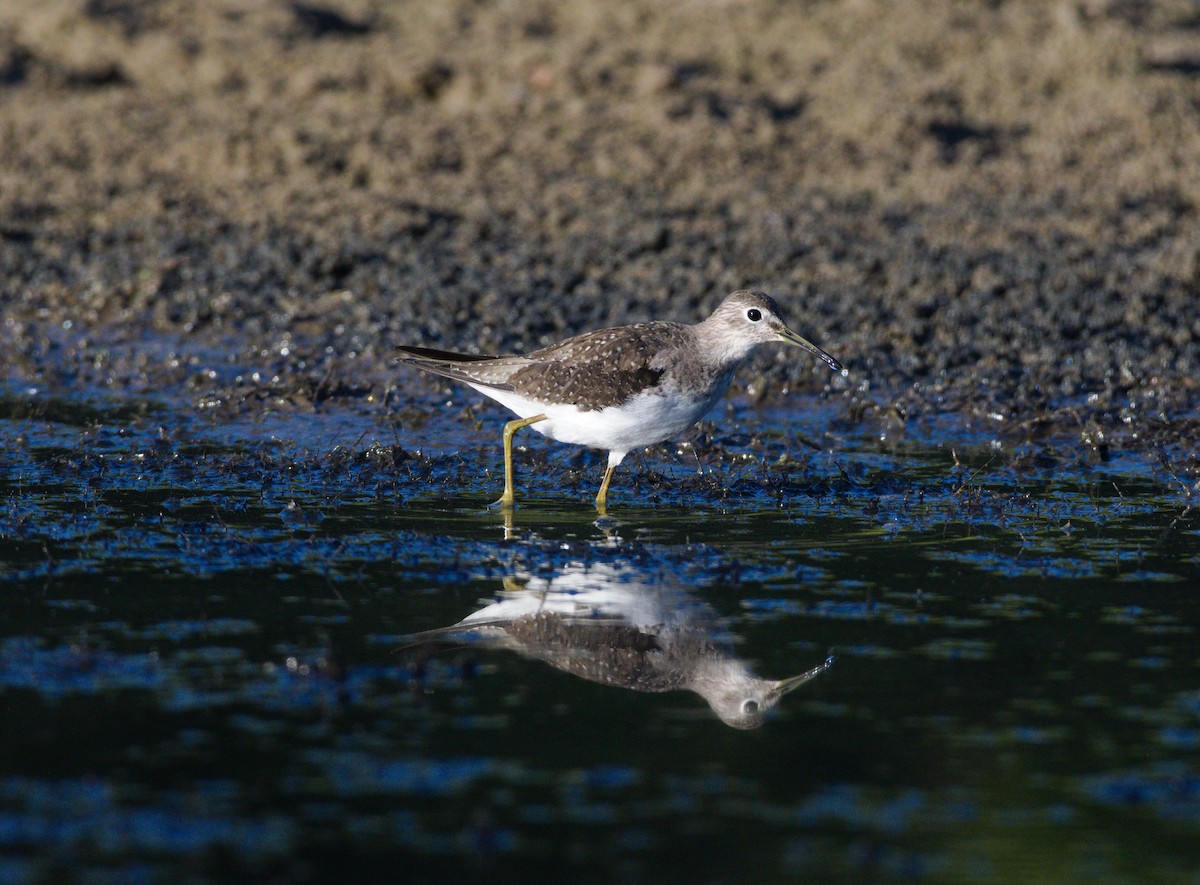 eremittsnipe - ML643169210