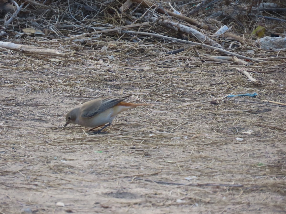 rehek zahradní - ML643169214