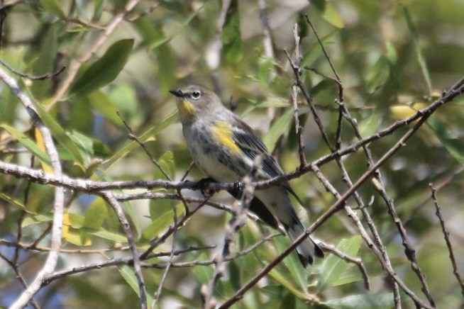 Yellow-rumped Warbler - ML643169228