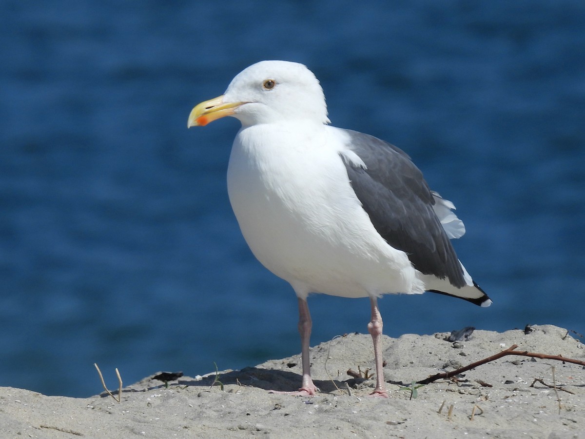 Westmöwe - ML643169234