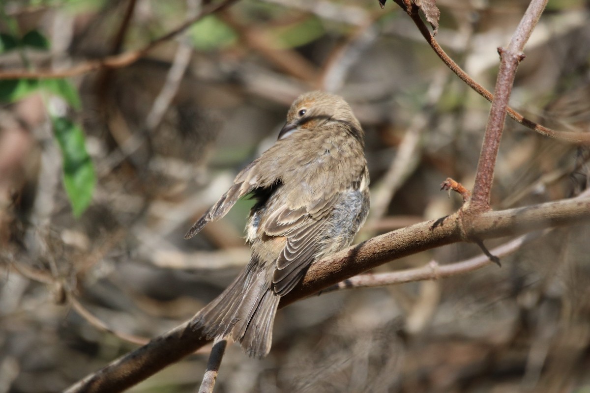 House Finch - ML643169239