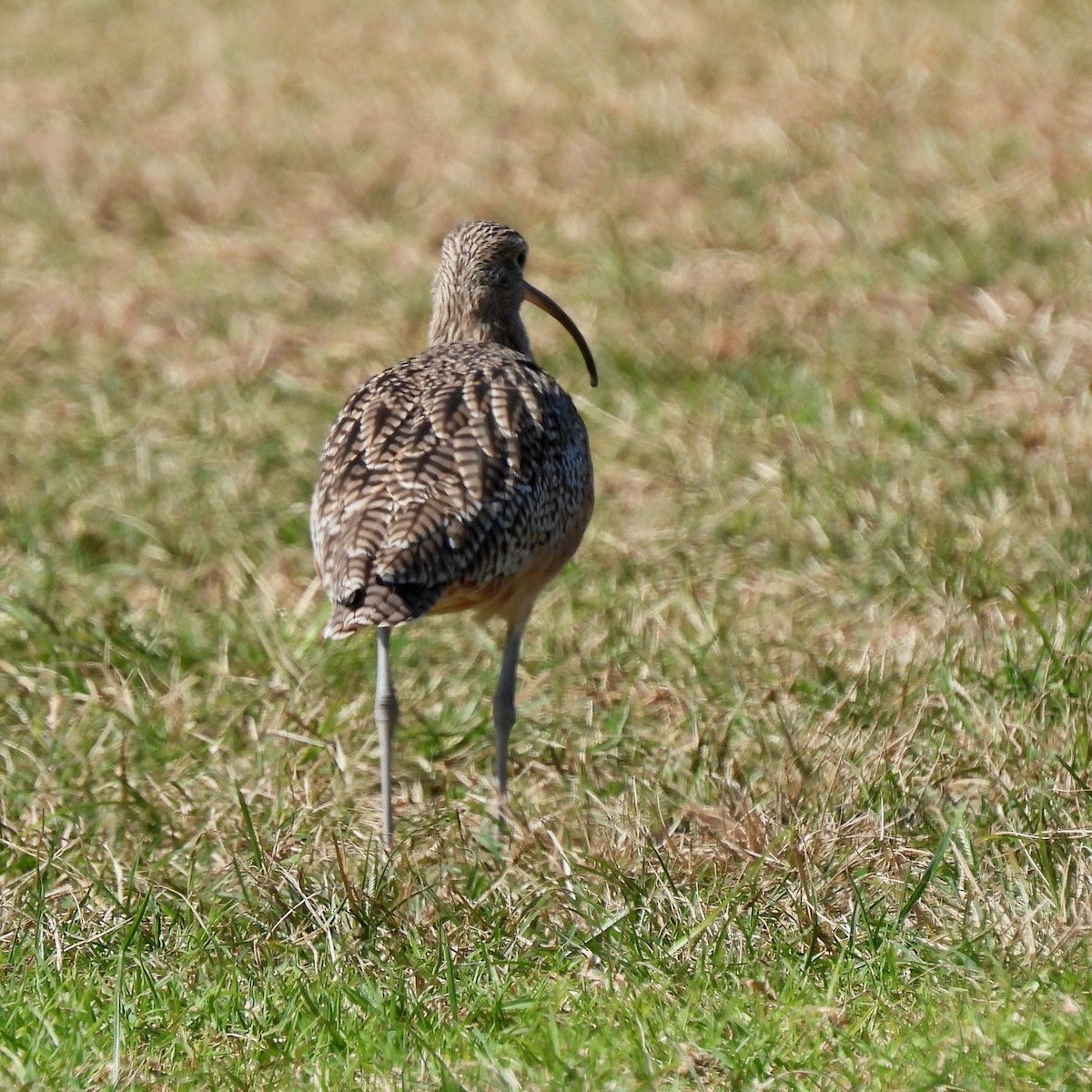 Long-billed Curlew - ML643169240