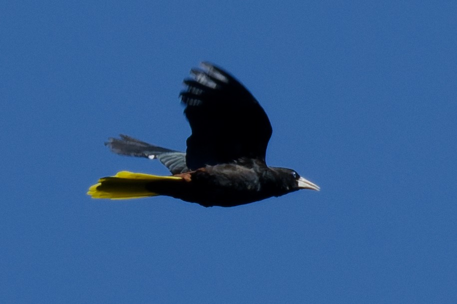 Crested Oropendola - ML643169293