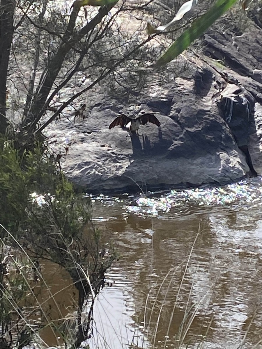 Anhinga d'Australie - ML643169308