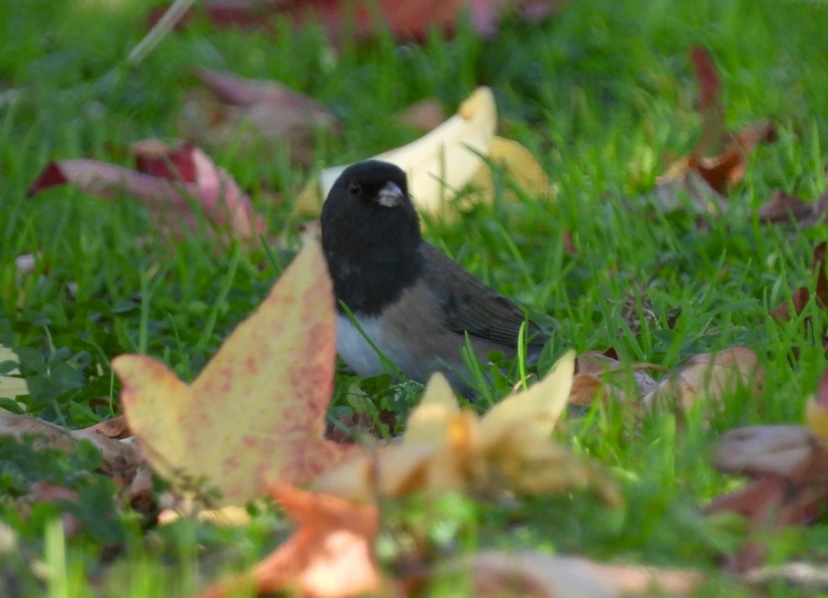 Dark-eyed Junco - ML643169314