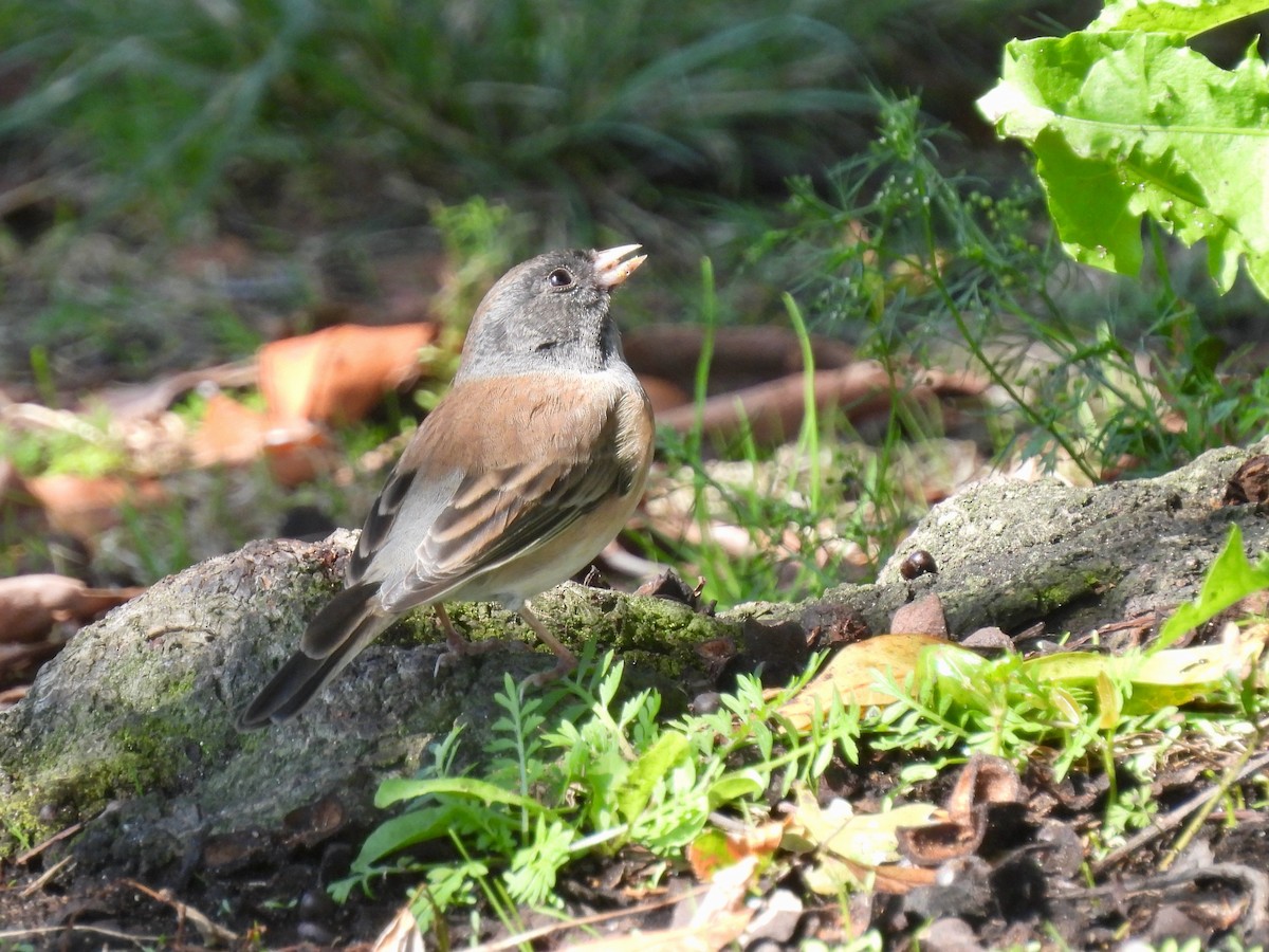 Dark-eyed Junco - ML643169316