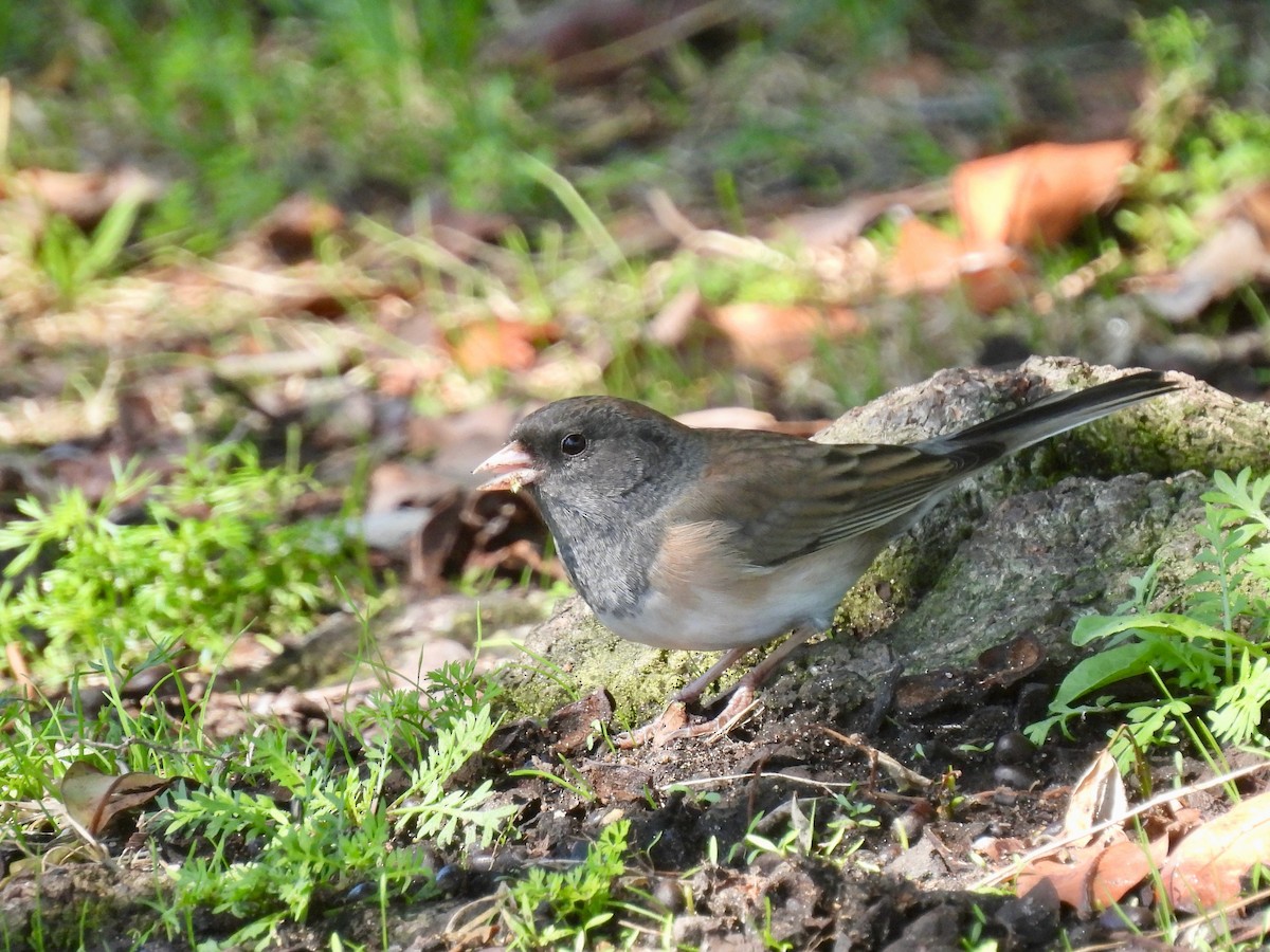 Dark-eyed Junco - ML643169318