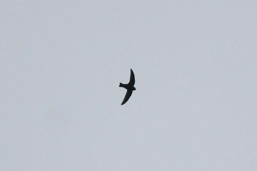 Black Swift - ML643169334