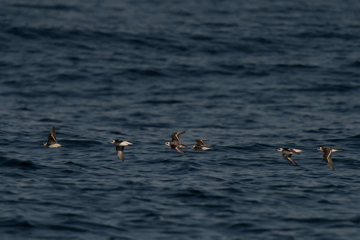 Red-necked Phalarope - ML643169345