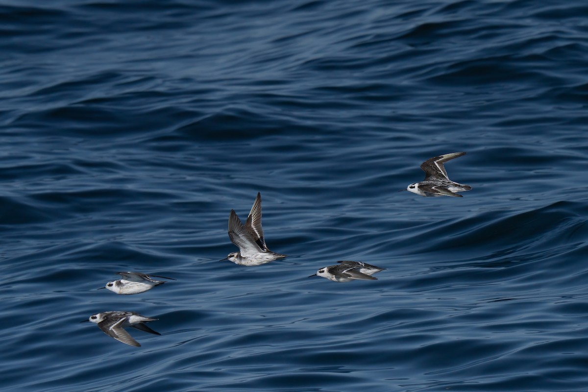 Red-necked Phalarope - ML643169346