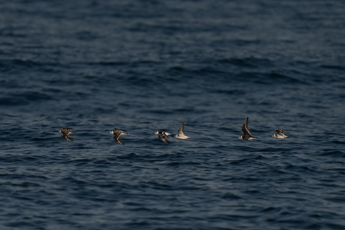 Red-necked Phalarope - ML643169347