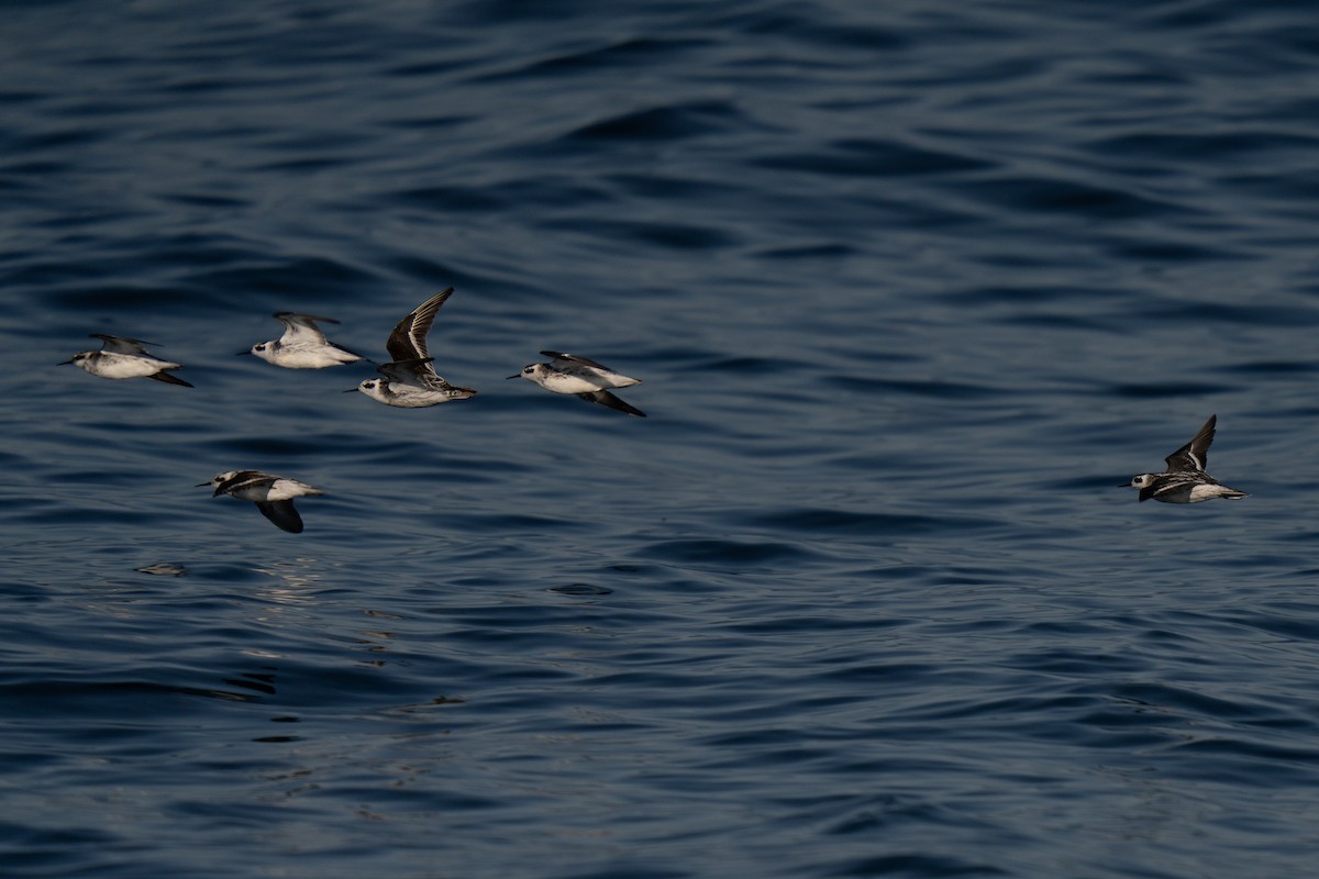 Red-necked Phalarope - ML643169348