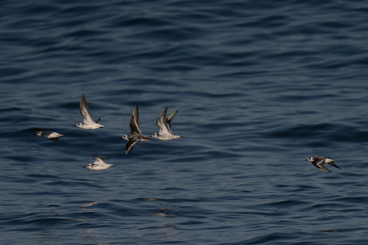 Red-necked Phalarope - ML643169350