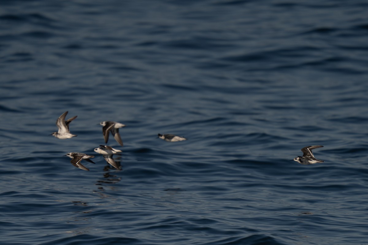 Red-necked Phalarope - ML643169351