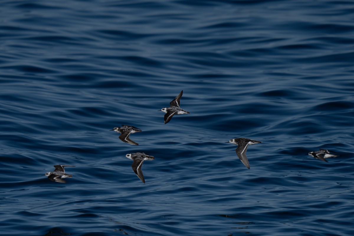 Red-necked Phalarope - ML643169352