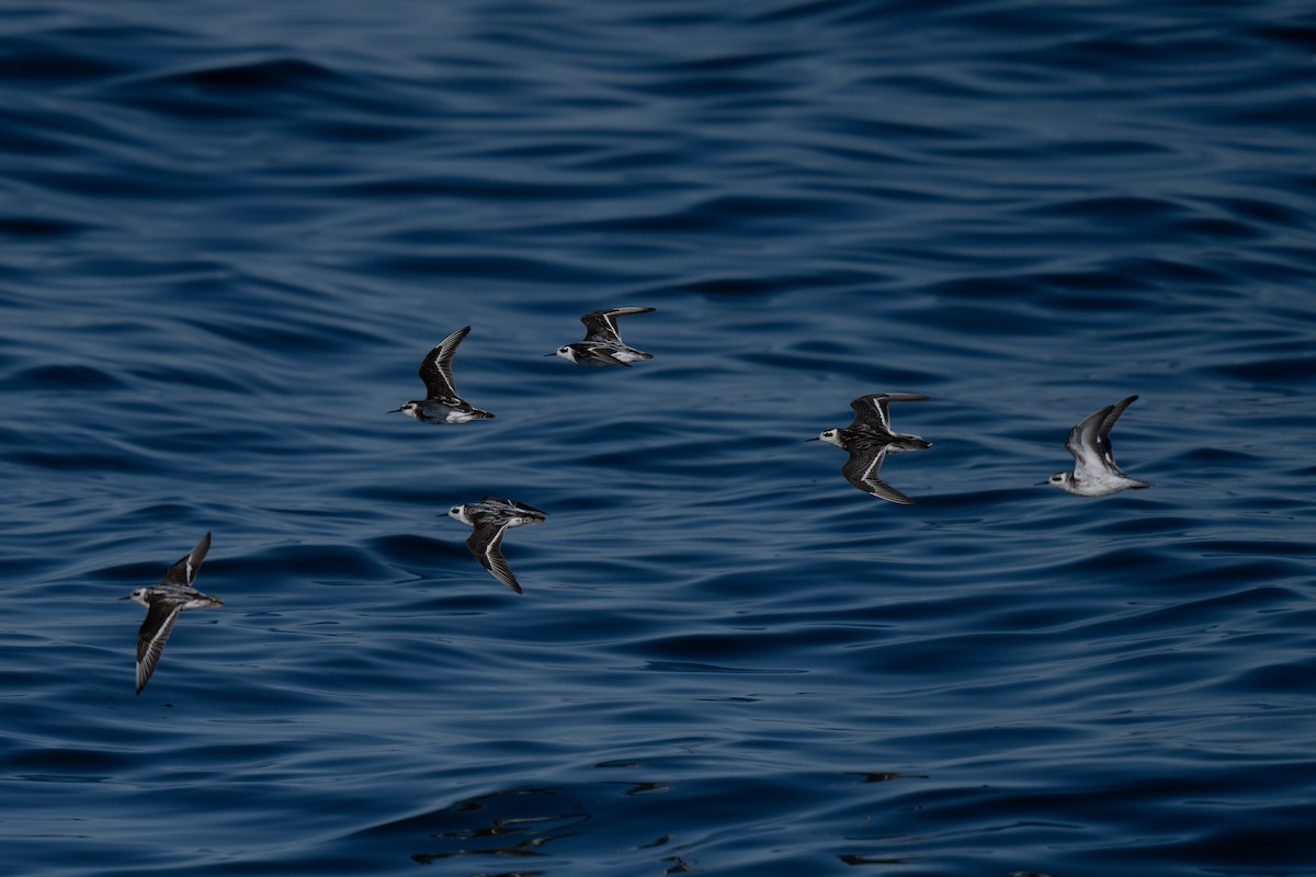 Red-necked Phalarope - ML643169354