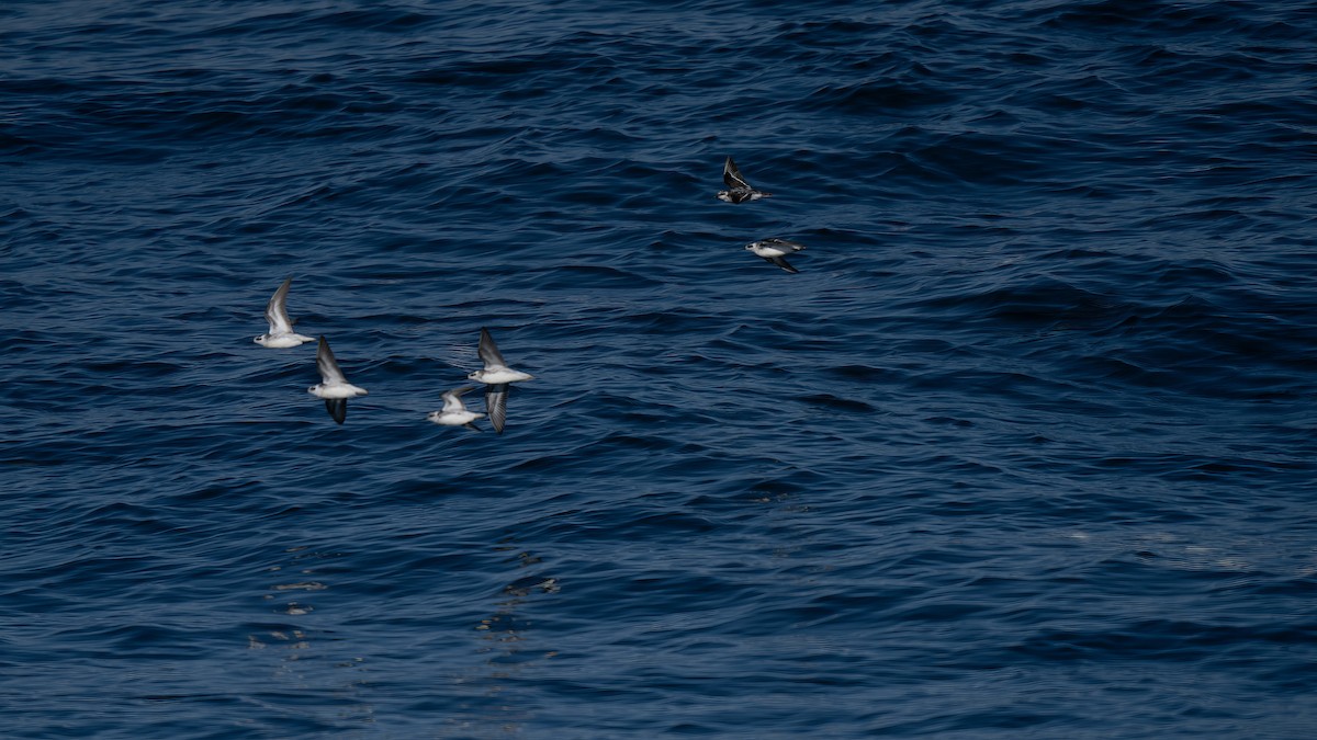 Red-necked Phalarope - ML643169355