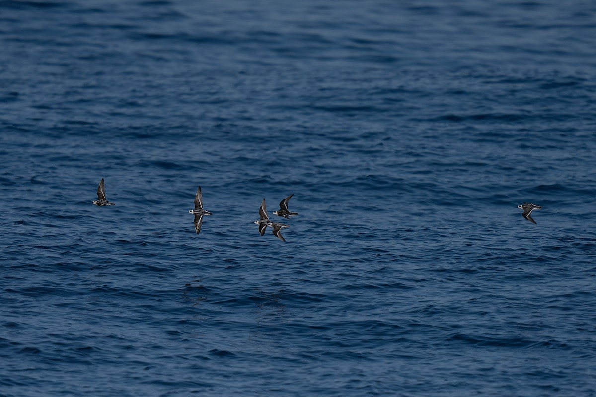 Red-necked Phalarope - ML643169356