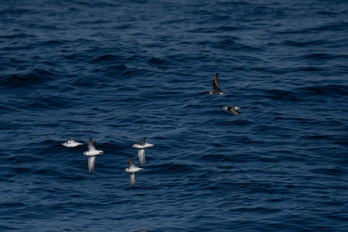 Red-necked Phalarope - ML643169357