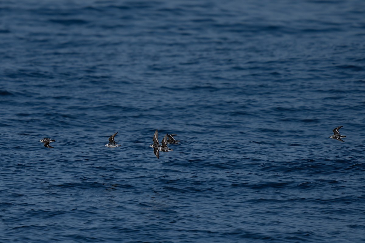 Red-necked Phalarope - ML643169358