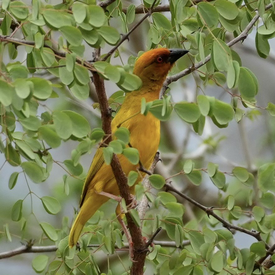 African Golden-Weaver - ML643169362