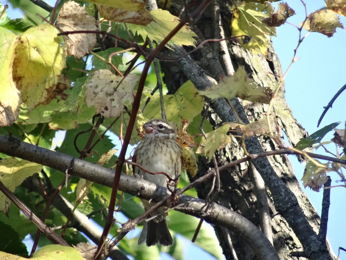 Rose-breasted Grosbeak - ML643169366