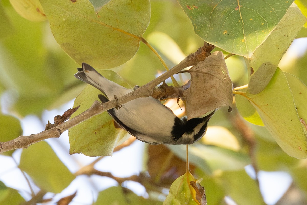 gullvingeparula - ML643169379