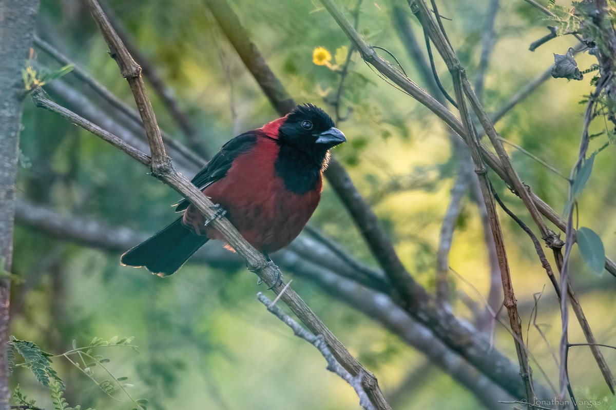 Cardinal à collier - ML643169382