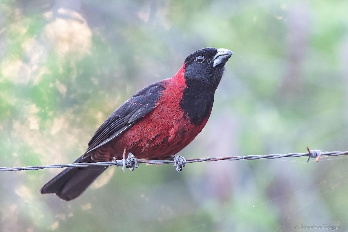 Cardinal à collier - ML643169383
