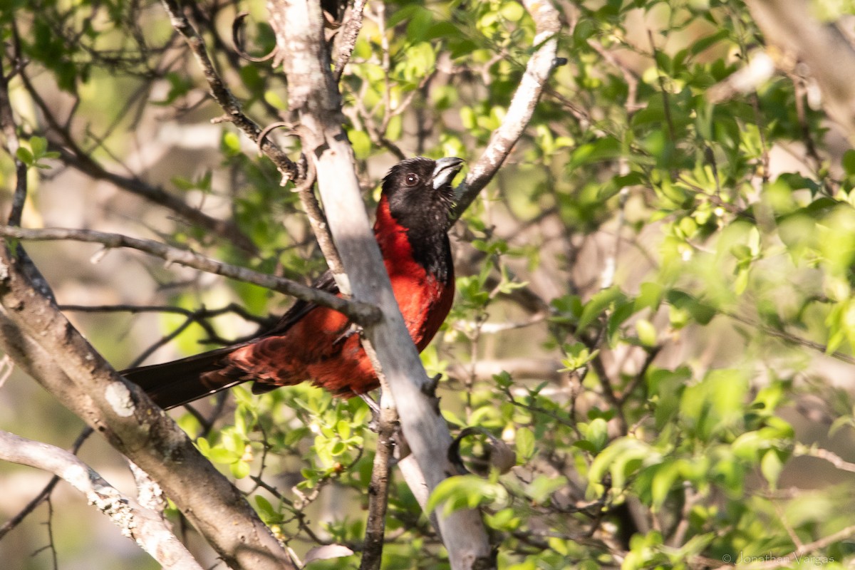 Cardinal à collier - ML643169385