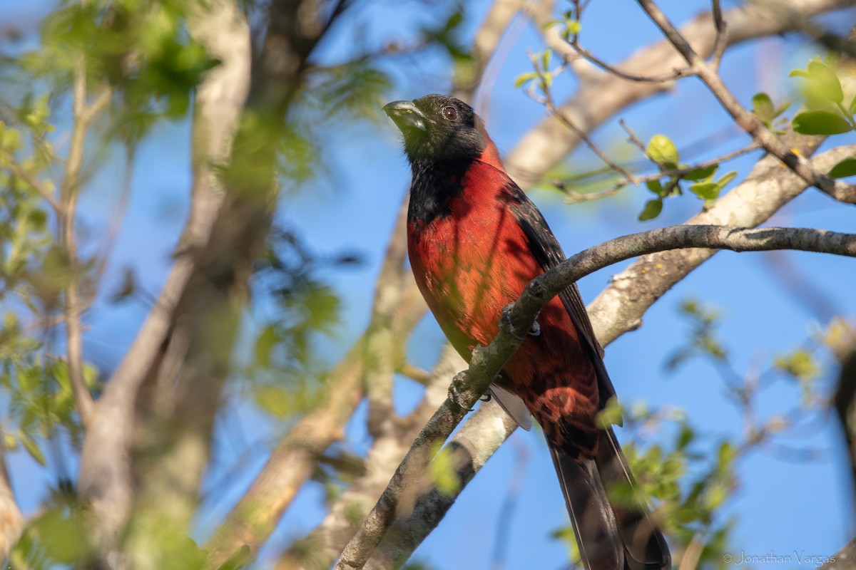 Cardinal à collier - ML643169386