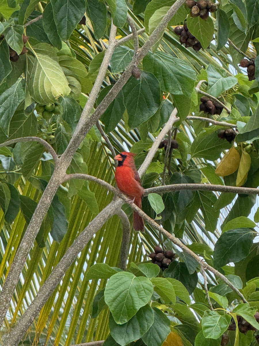 Northern Cardinal - ML643169395